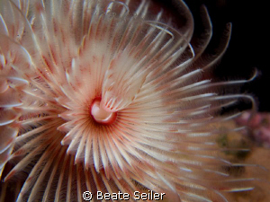 Spiral Tube Worm , taken with Canon G10 and UCL165 
 by Beate Seiler 
